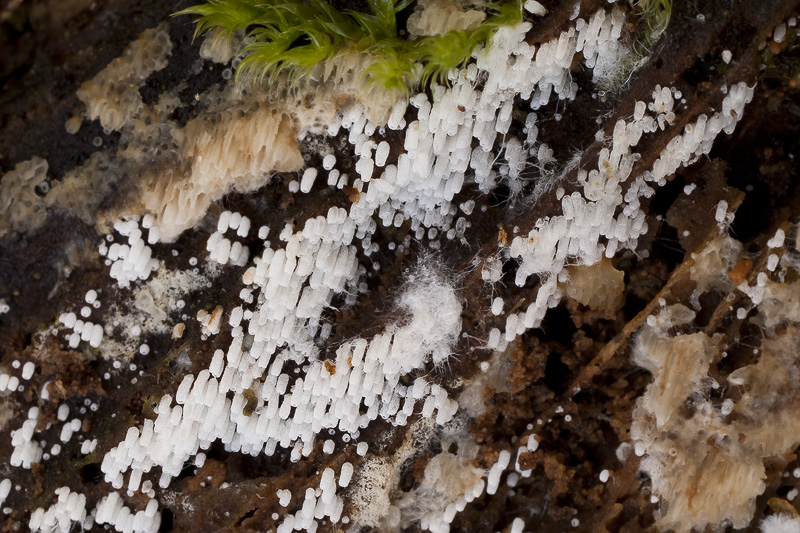 Henningsomyces puber